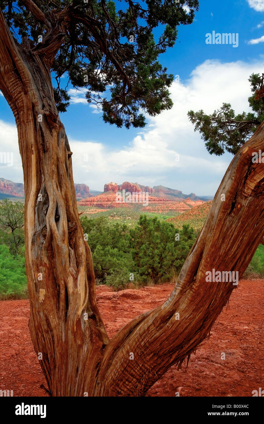 Rocce di Sedona come osservata attraverso un albero di pino ,Arizona Foto Stock