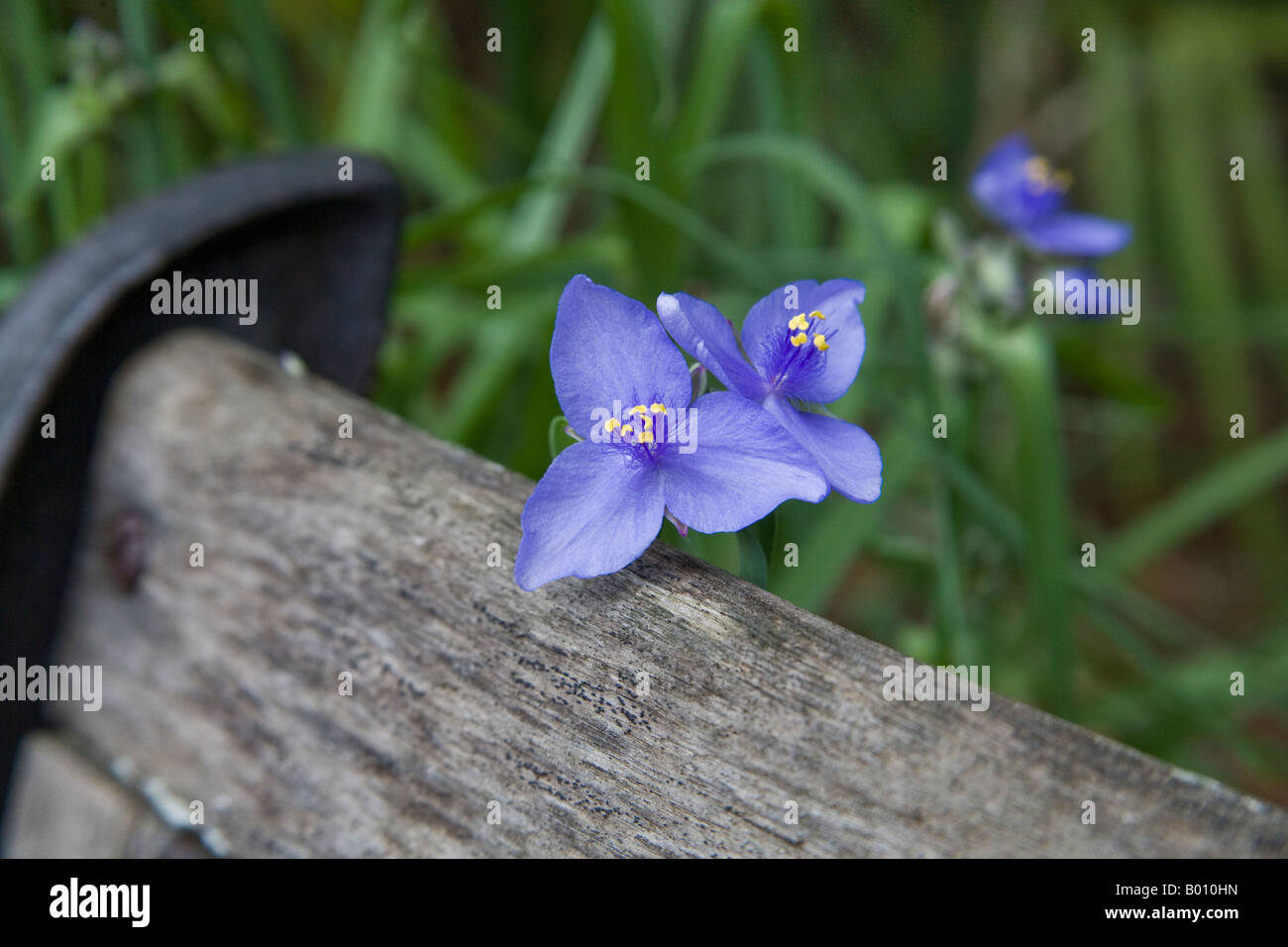 Wild spiderwort ("Tradescantia virginiana' ) crescente da una vecchia panca di legno in un giardino in Florida. Foto Stock