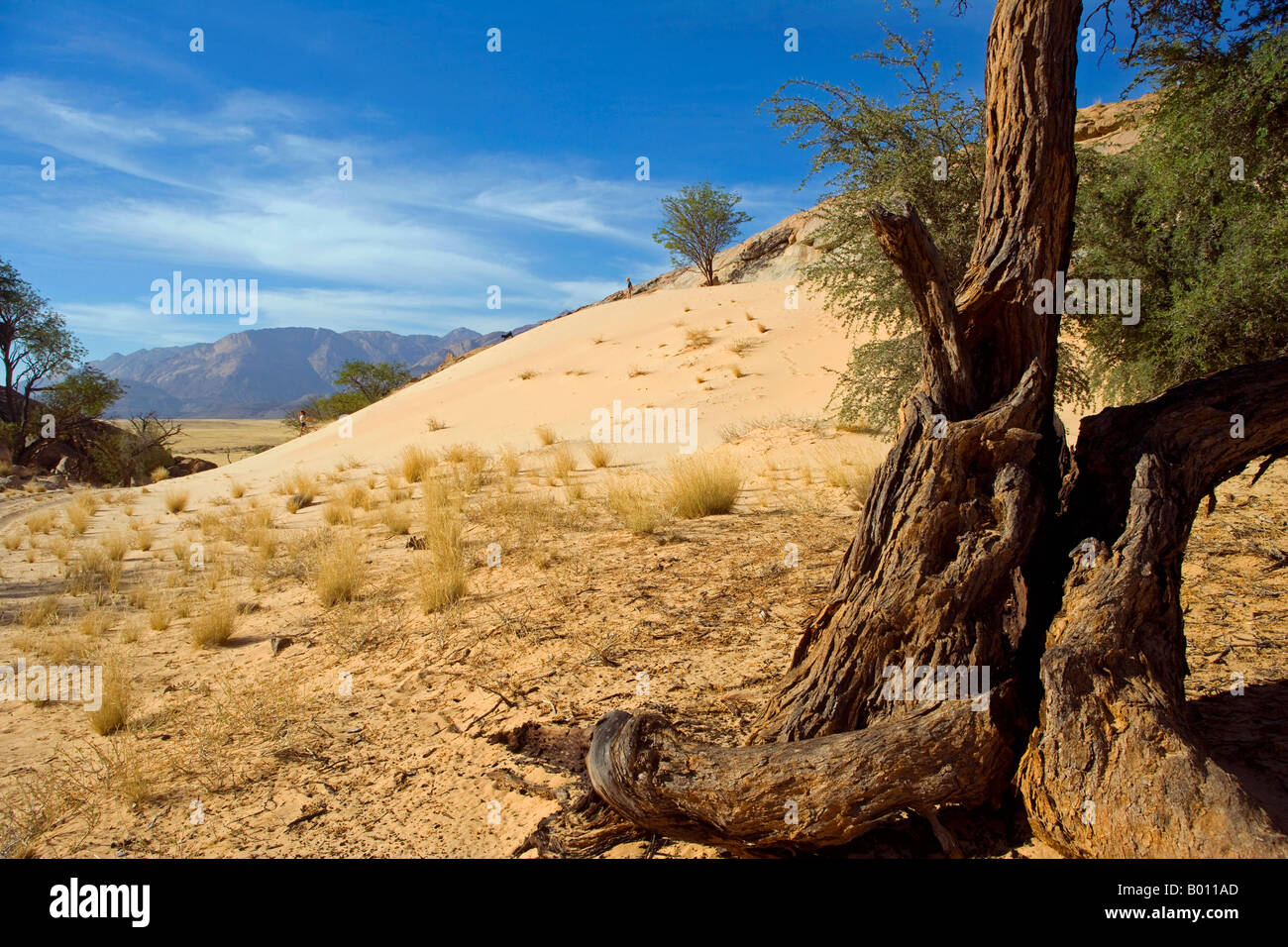 La Namibia, Damaraland, monte Brandberg. Guardando da Ovest al tramonto verso il massiccio vulcanico del monte Brandberg. Foto Stock