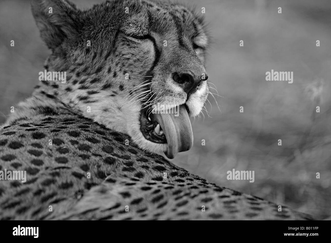 La Namibia, Regione di Erongo, Damarland. Un ghepardo (Acinonyx jubatus). La parola "cheetah' è derivata da una parola Sanscrita chitrakayah Foto Stock