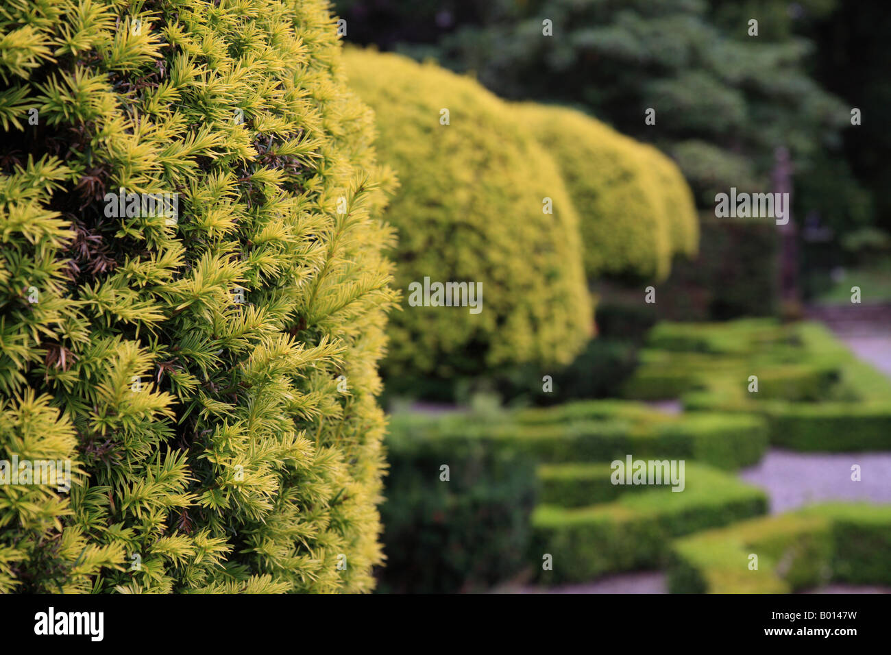 Topiaria da "' yew hedge agganciato nella forma a sfera 'Graythwaite Hall' Lake District. Foto Stock