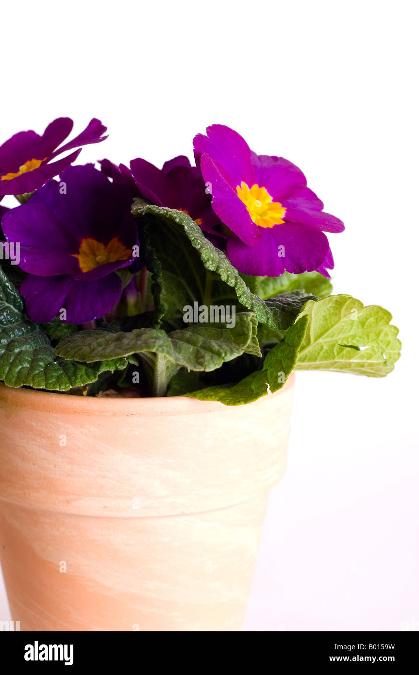 Primula in pentola Foto Stock Primula in pentola Foto Stock