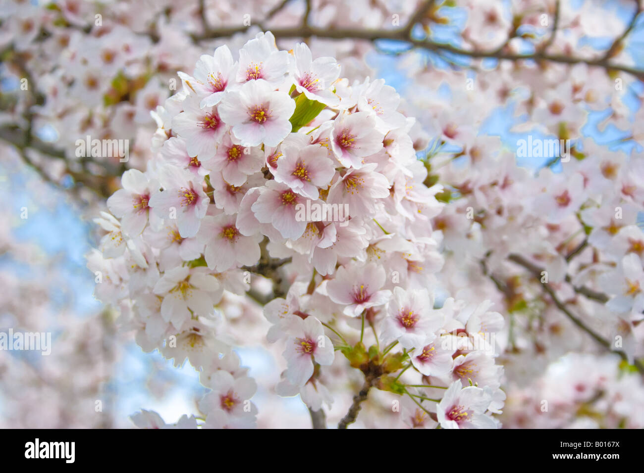 Prunus Fiori Ciliegio sul ramo di albero Foto Stock