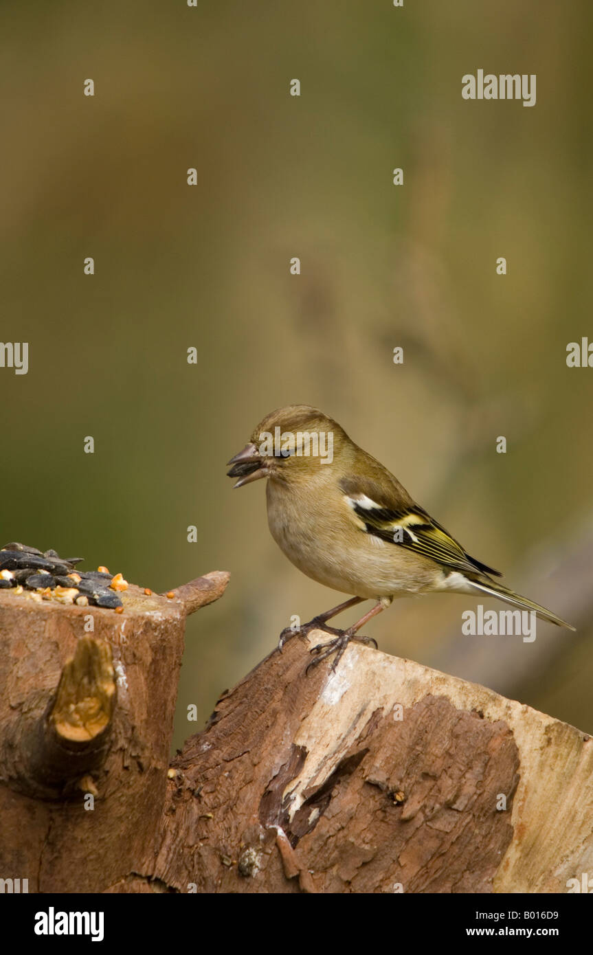 Fringuello femmina alimentazione Off ceppo di albero - Fringilla coelebs Foto Stock