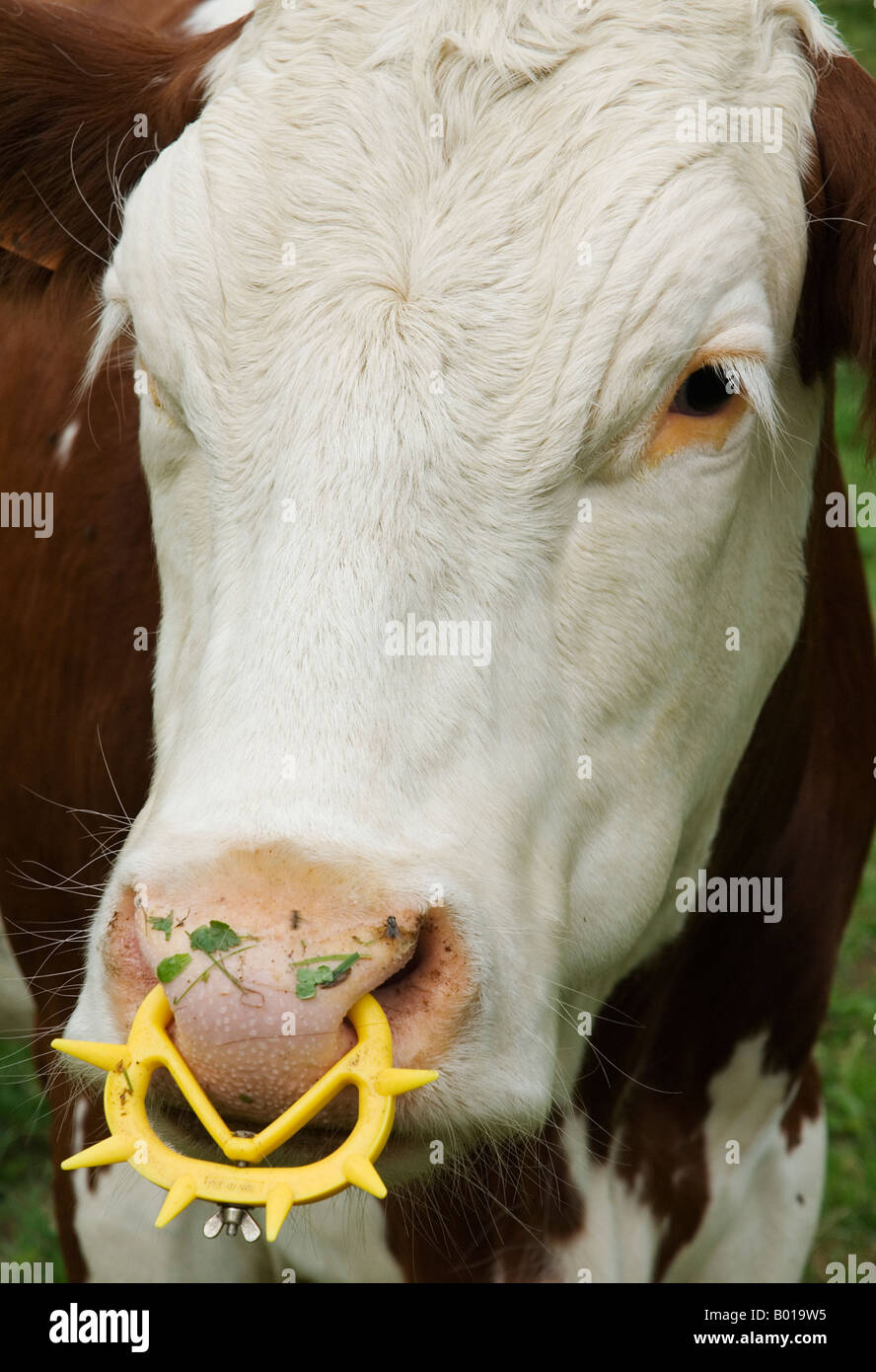 Close Up Di Vacche Da Latte Di Testa Gialla Con Anello In Plastica Nel Naso Montagne Del Vercors Francia Foto Stock Alamy