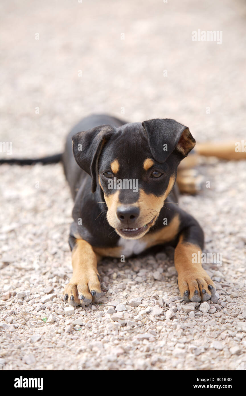 Ratero, Ca valutatore Mallorquín, Mallorcan dog race, sottomodulo della spagnola Podenco Foto Stock