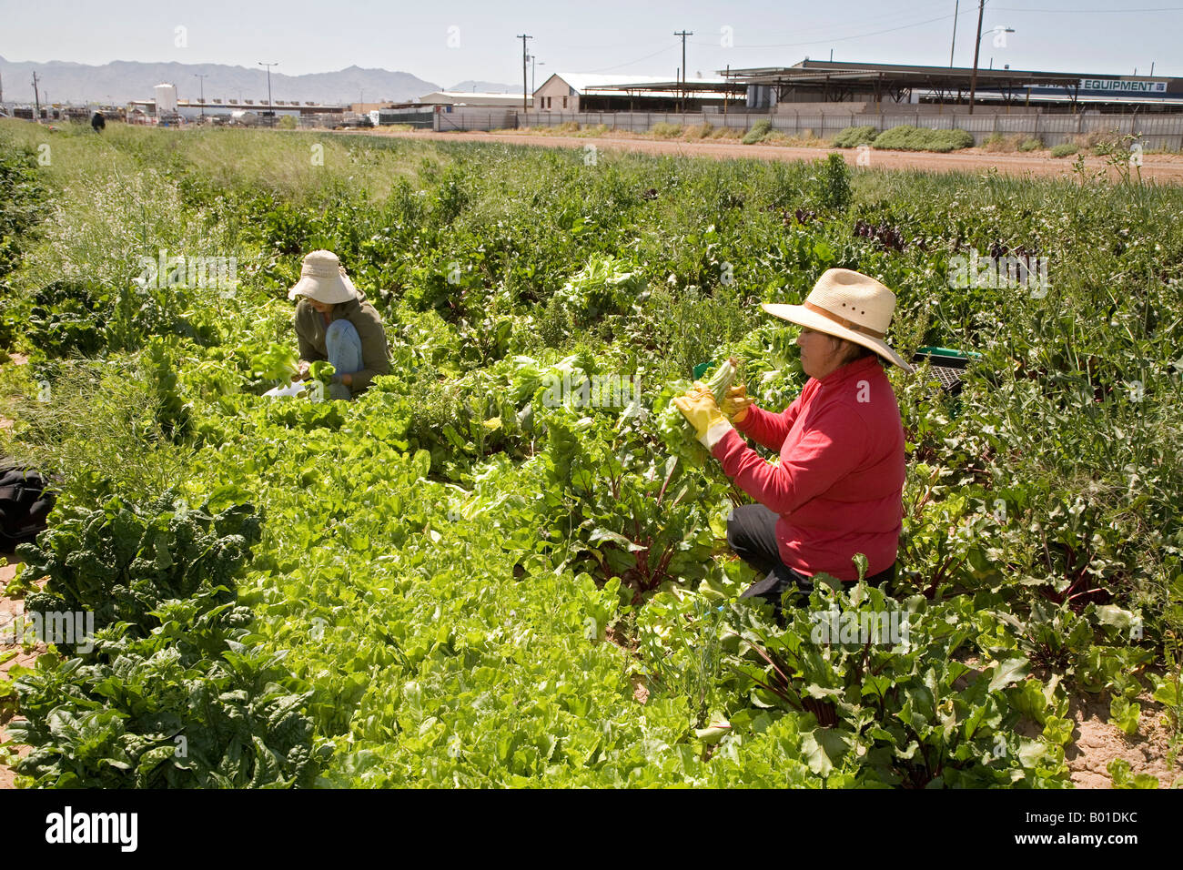 Comunità supportato l'agricoltura su piccola fattoria in Phoenix Foto Stock