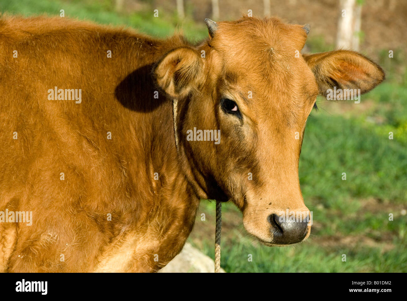Ritratto di una mucca Foto Stock
