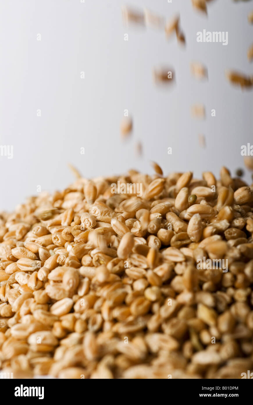 Foto di stock di un grano caduta su un mucchio di grano prese contro uno sfondo bianco Foto Stock