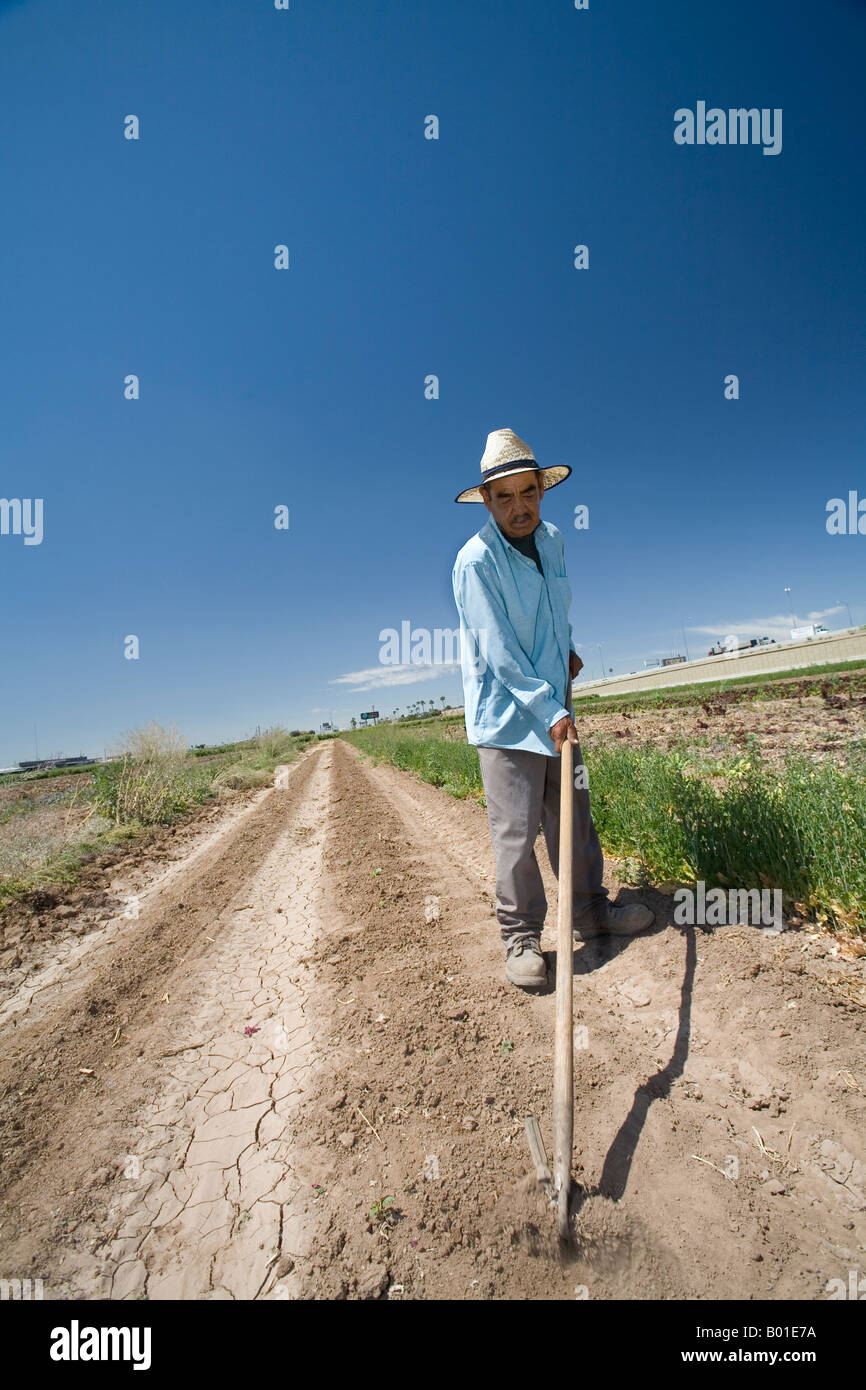 Comunità supportato l'agricoltura su piccola fattoria in Phoenix Foto Stock