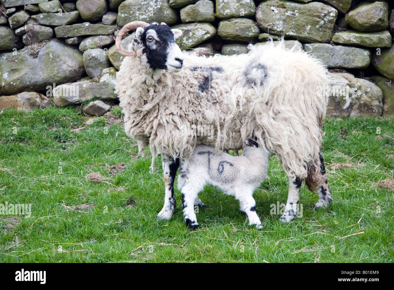 Madre di ovini e il suo giovane agnello alimentare nello Yorkshire, Inghilterra, agnello alimentazione dalla madre, agnello bere latte delle madri, madri latte, Foto Stock