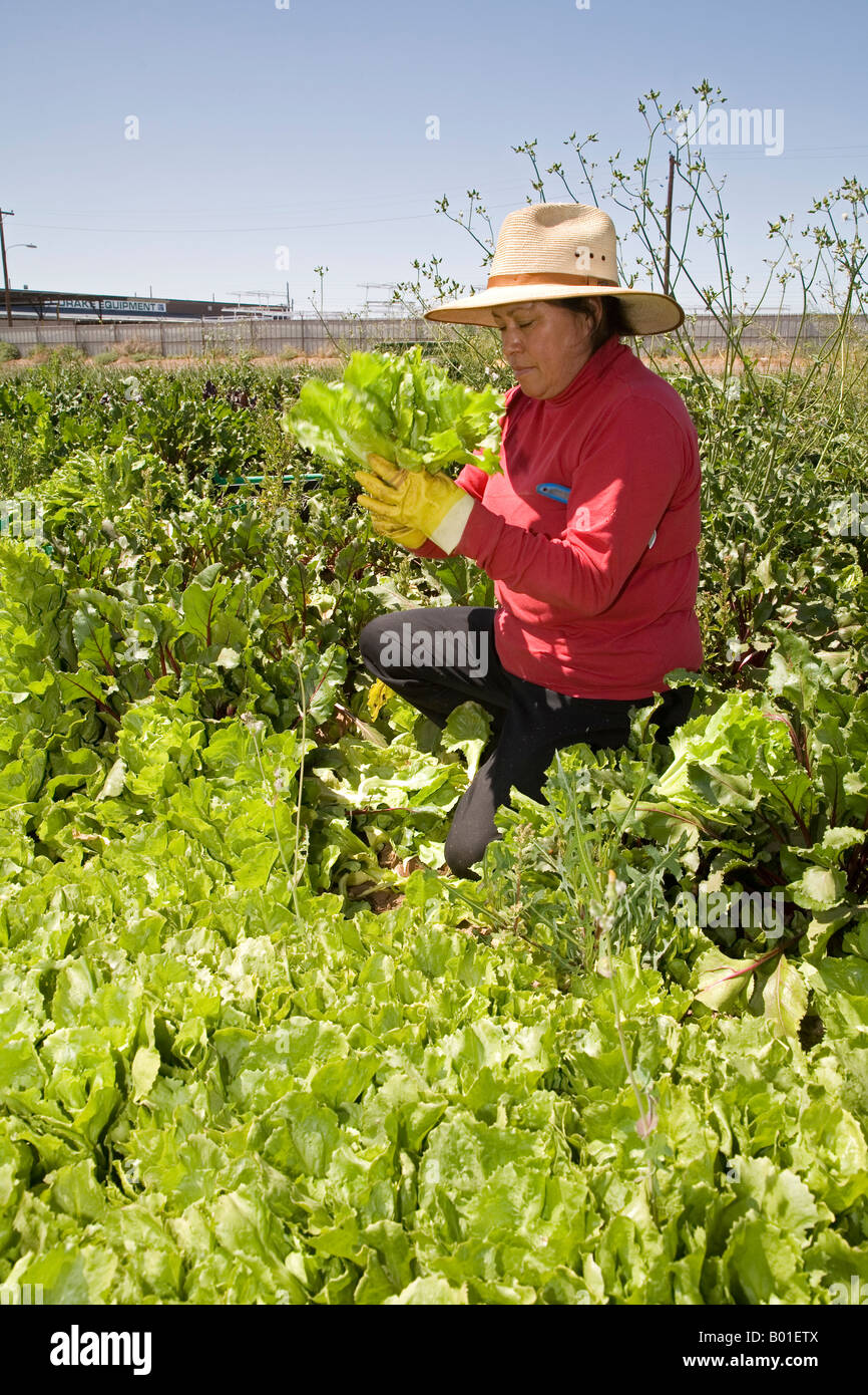 Comunità supportato l'agricoltura su piccola fattoria in Phoenix Foto Stock