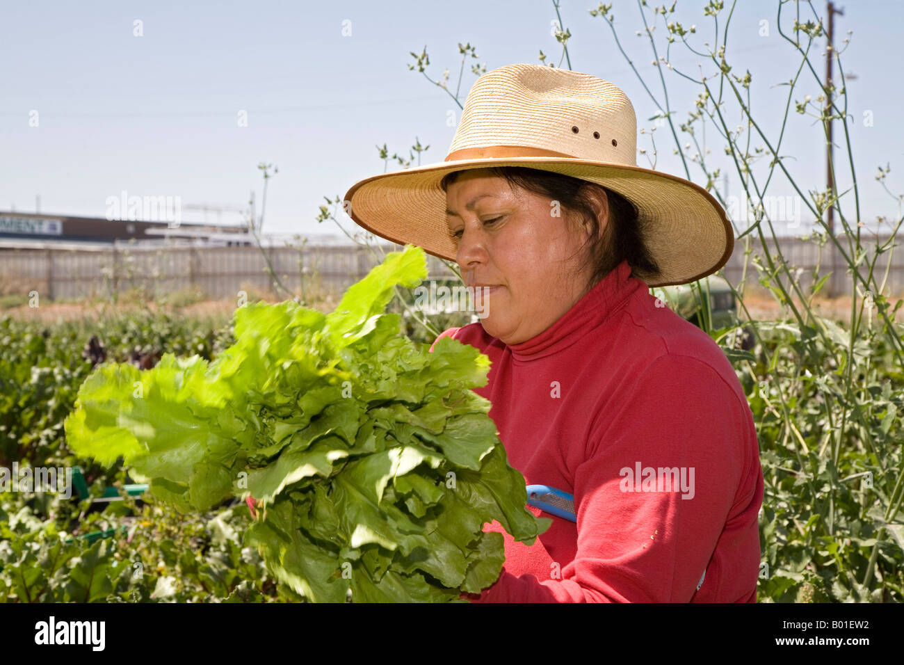 Comunità supportato l'agricoltura su piccola fattoria in Phoenix Foto Stock