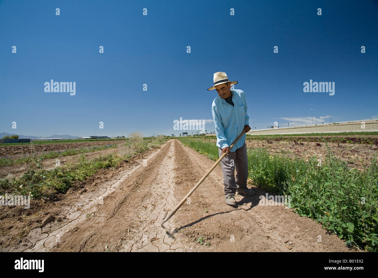 Comunità supportato l'agricoltura su piccola fattoria in Phoenix Foto Stock