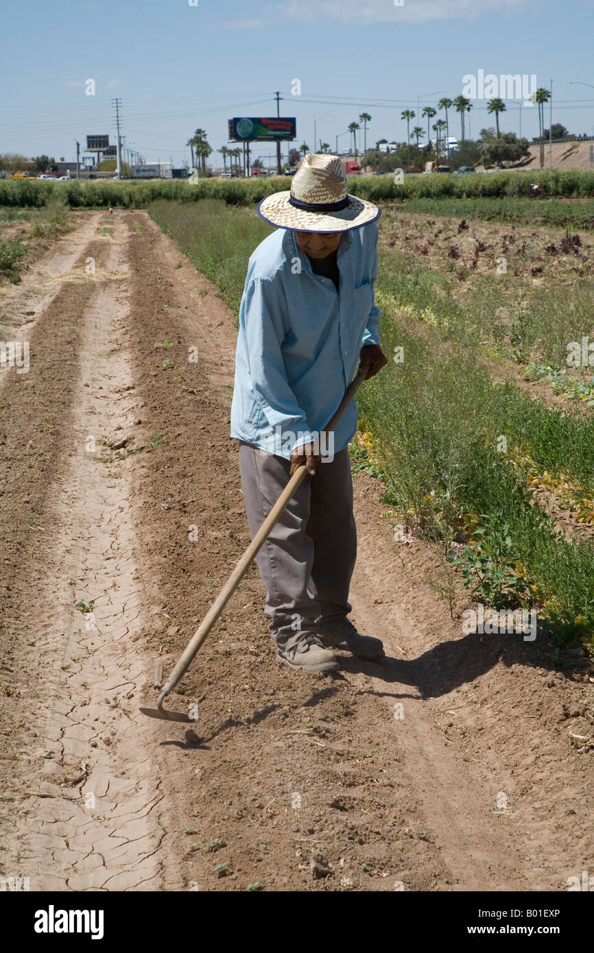 Comunità supportato l'agricoltura su piccola fattoria in Phoenix Foto Stock