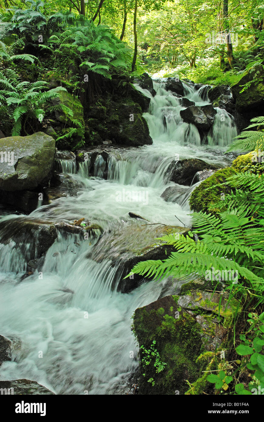 La cascata nel bosco di Exmoor Foto Stock