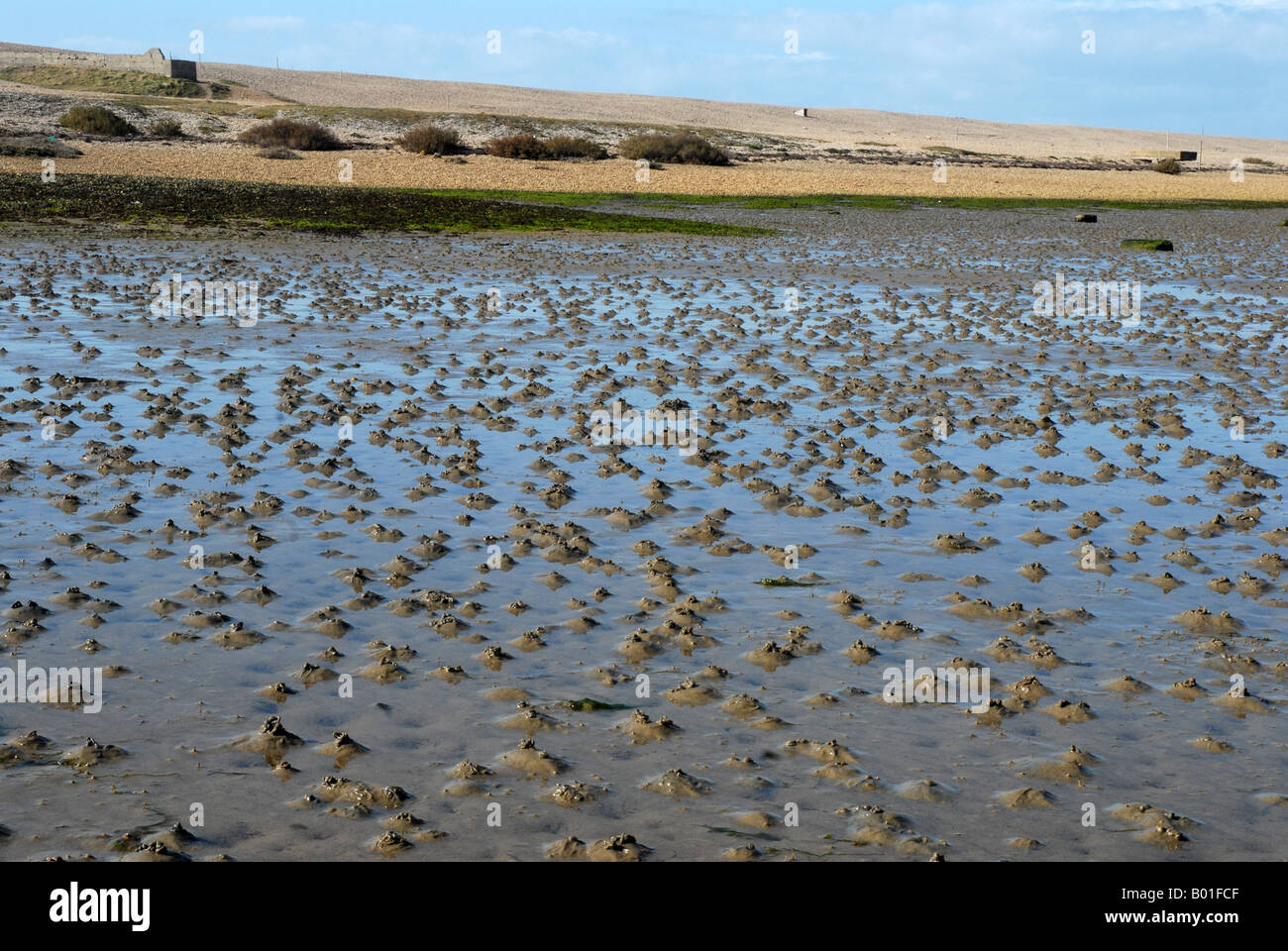 Lugworm - Verme proietta sul fango di un estuario Foto Stock