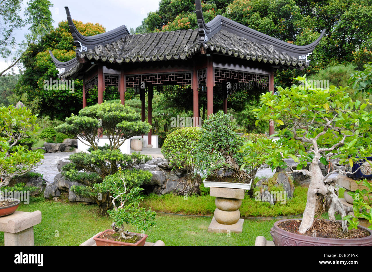 Albero di Bonsai giardino in cinese e giardini giapponesi in Singapore Foto Stock