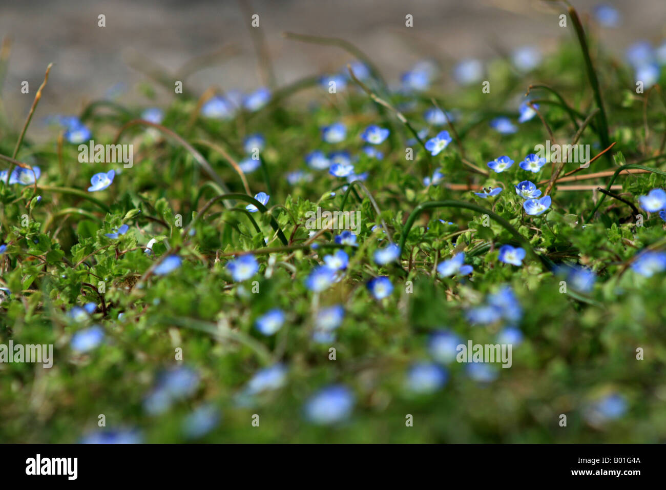 Un patch di minuscoli fiori blu. Foto Stock