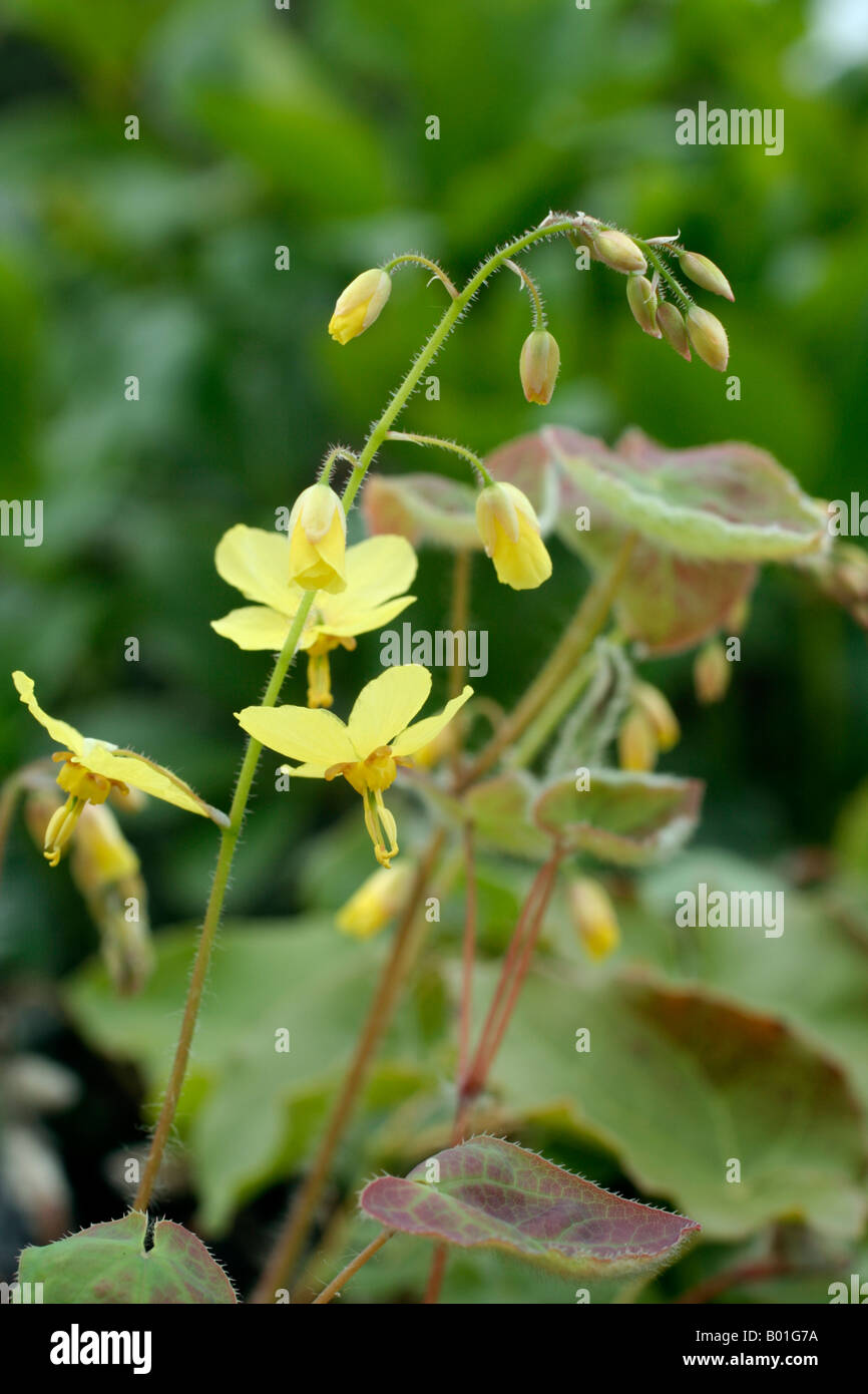 EPIMEDIUM X PERRALCHICUM FROHNLEITEN Foto Stock