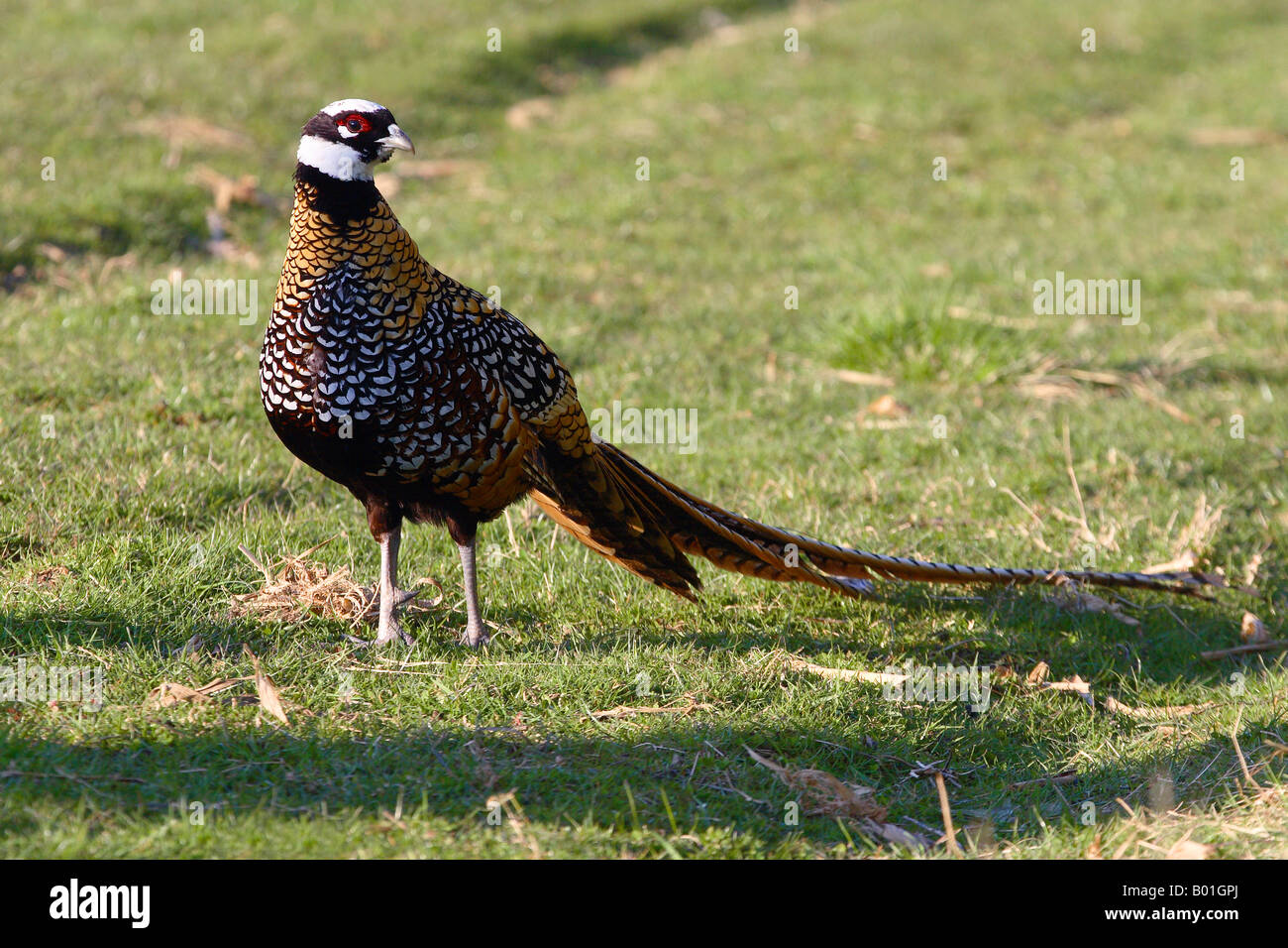 Reeve il fagiano di Reeves Syrmaticus reevesii Foto Stock