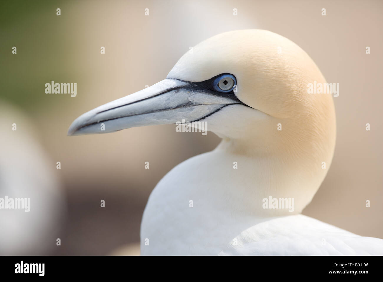 Northern Gannet closeup - Morus bassanus / Morus bassana Foto Stock