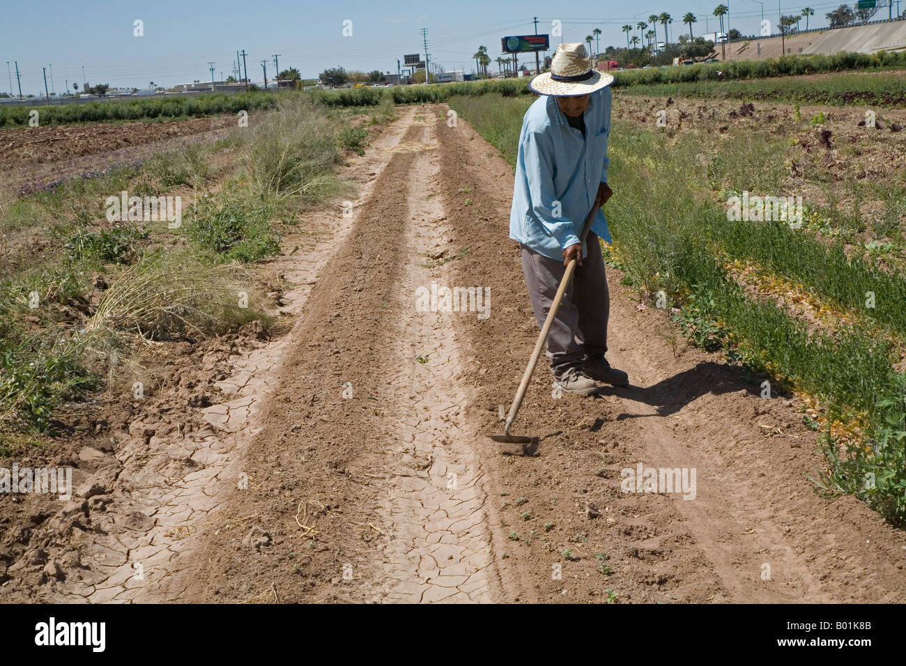 Comunità supportato l'agricoltura su piccola fattoria in Phoenix Foto Stock