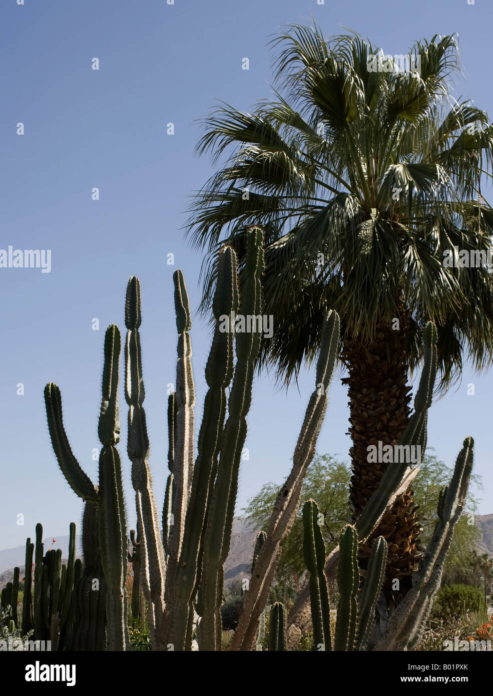 Palm Tree Palm Springs Data date tropicale desertico Foto Stock
