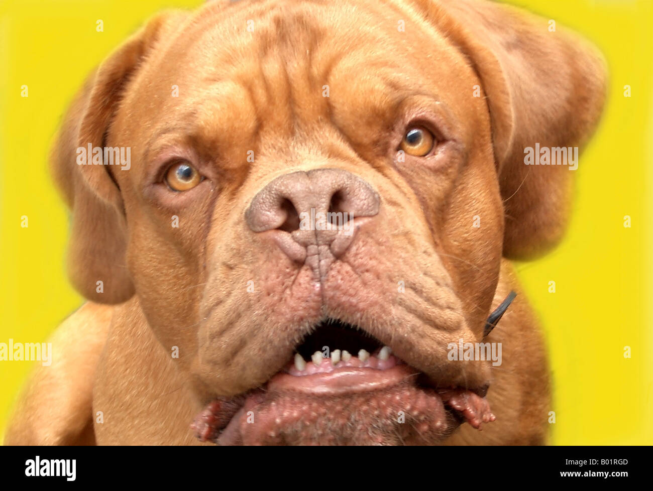 Studio shot di feroce francese Mastiff cane de Bordeaux con denti vizioso e occhi indiscreti Foto Stock