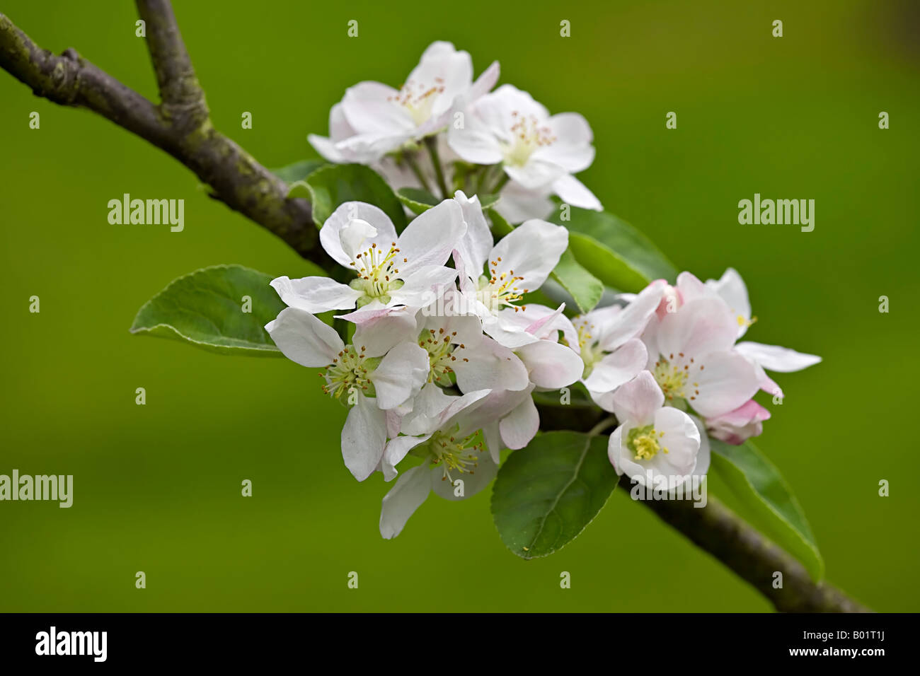 Apple Blossom 'Crawley bellezza' in un inglese un frutteto. Foto Stock