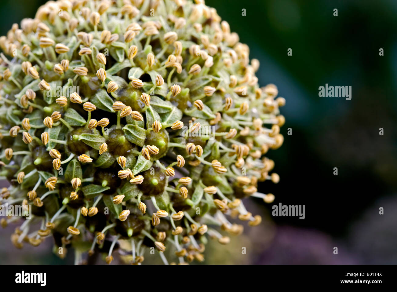 Dettaglio fiore di edera Hedera Foto Stock