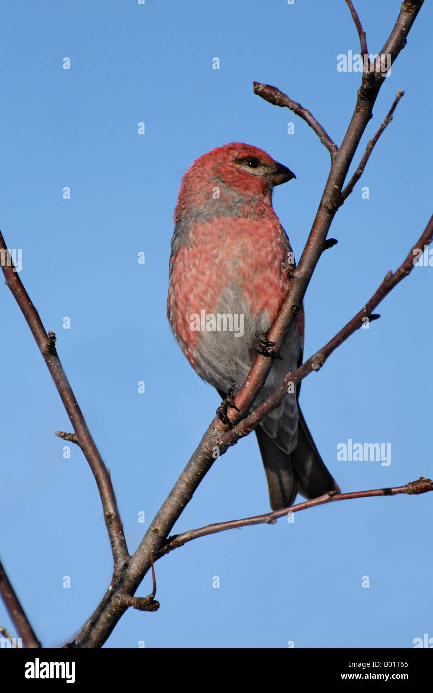 Uccelli invernali del Nord America e un Grosbeak viola Foto Stock