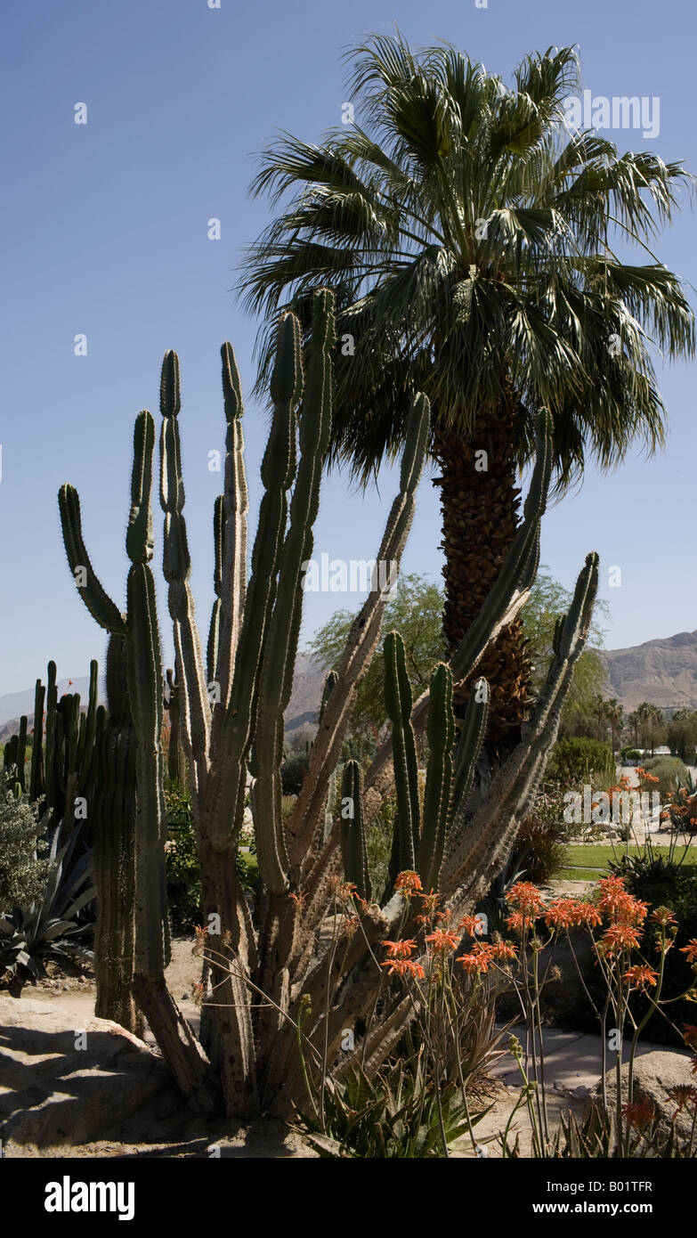 Palm Tree Palm Springs Data date tropicale desertico Foto Stock