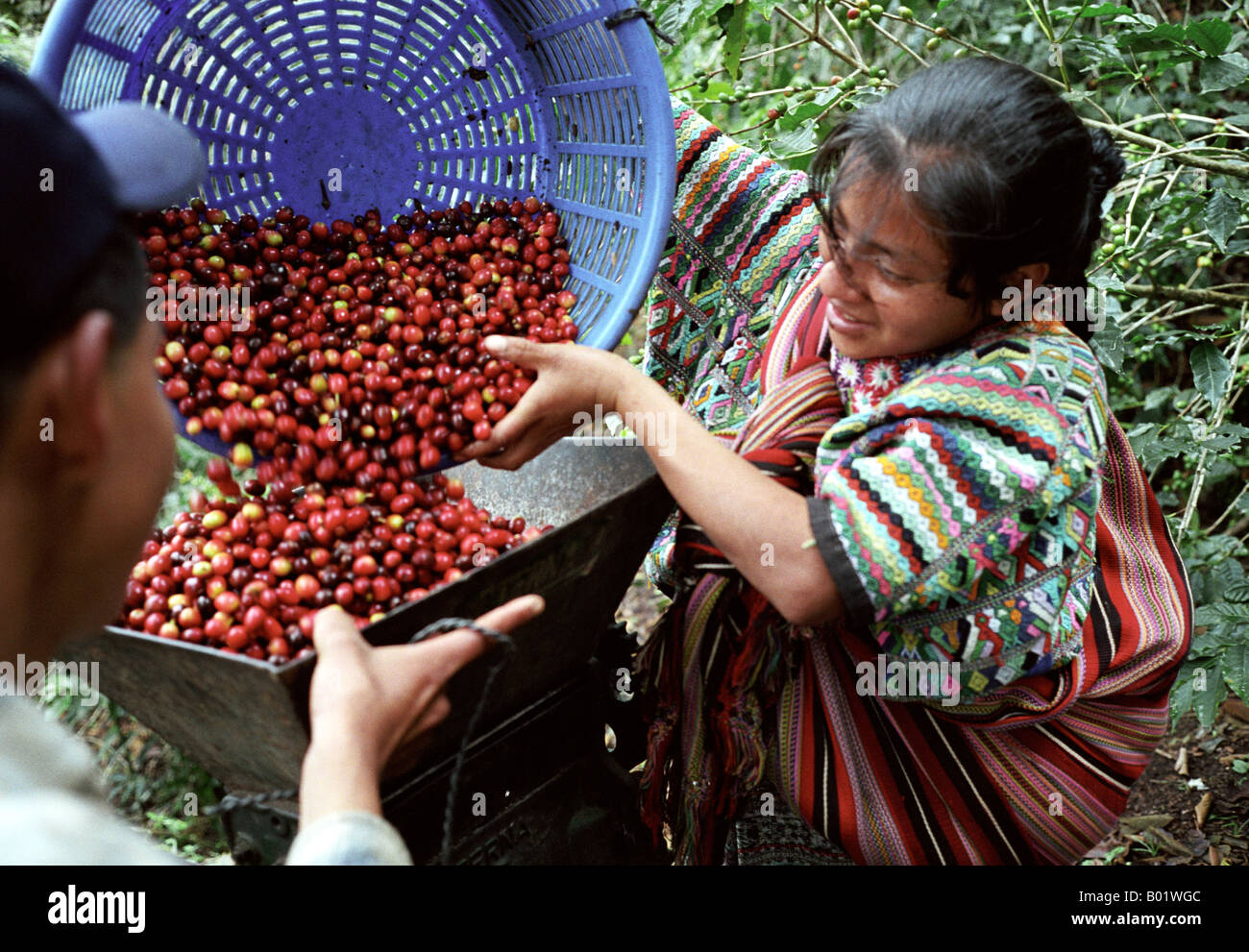 Maya di uomo e donna il marito e la moglie depulping i chicchi di caffè sulla loro azienda agricola biologica nei pressi di Chajul Guatemala Foto Stock