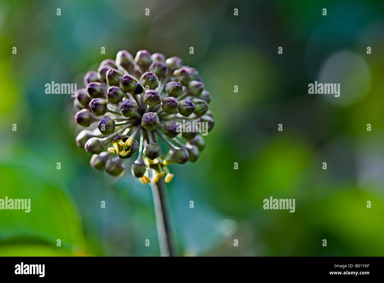 Giardino di fiori di edera Foto Stock