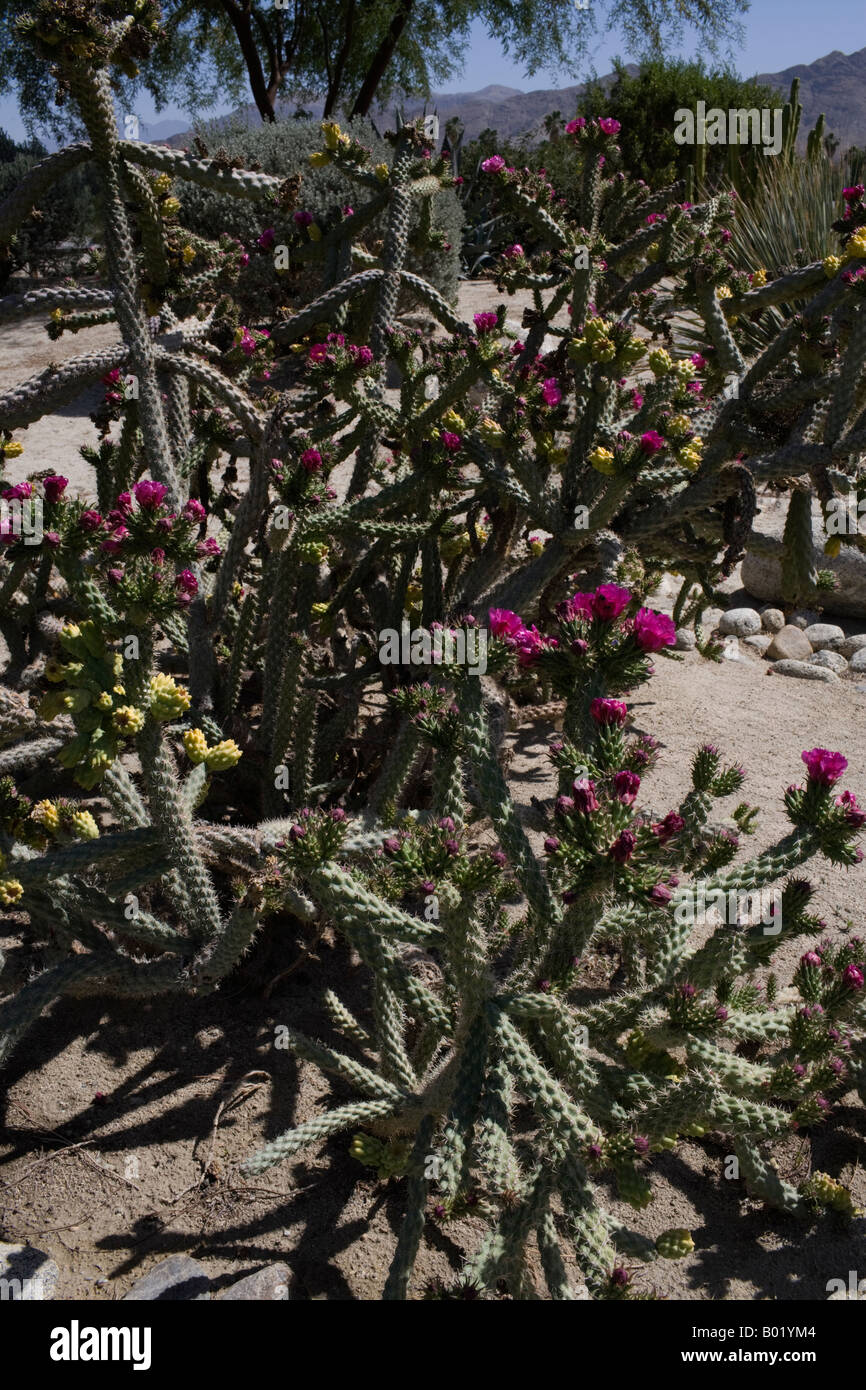 Cactus Palm Springs deserto paesaggio Giardino Foto Stock