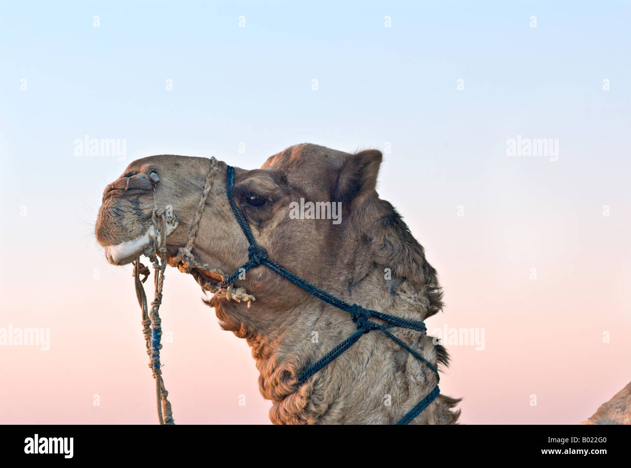 INDIA JAISALMER DESERT Jaisalmeri cammello con il piombo e il naso pioli schiume a bocca come egli sta nel deserto al tramonto Foto Stock
