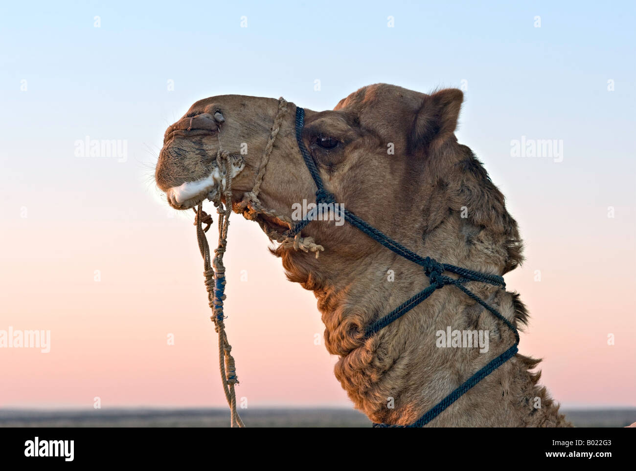 INDIA JAISALMER DESERT Jaisalmeri cammello con il piombo e il naso pioli schiume a bocca come egli sta nel deserto al tramonto Foto Stock