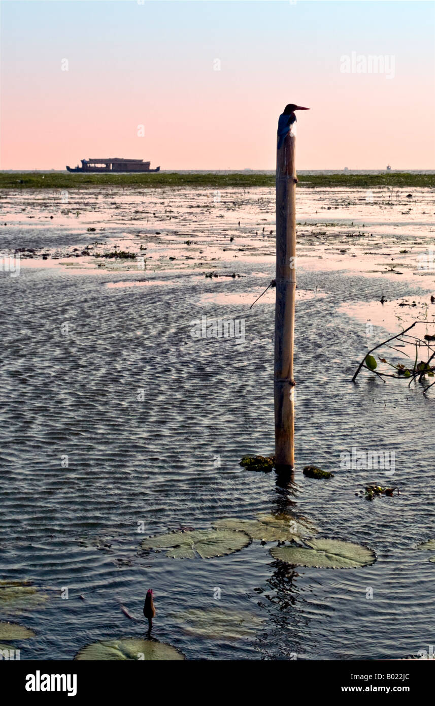 Kingfisher seduto su un post che si affaccia il Kerala backwaters di India meridionale al tramonto con un riceboat in background Foto Stock