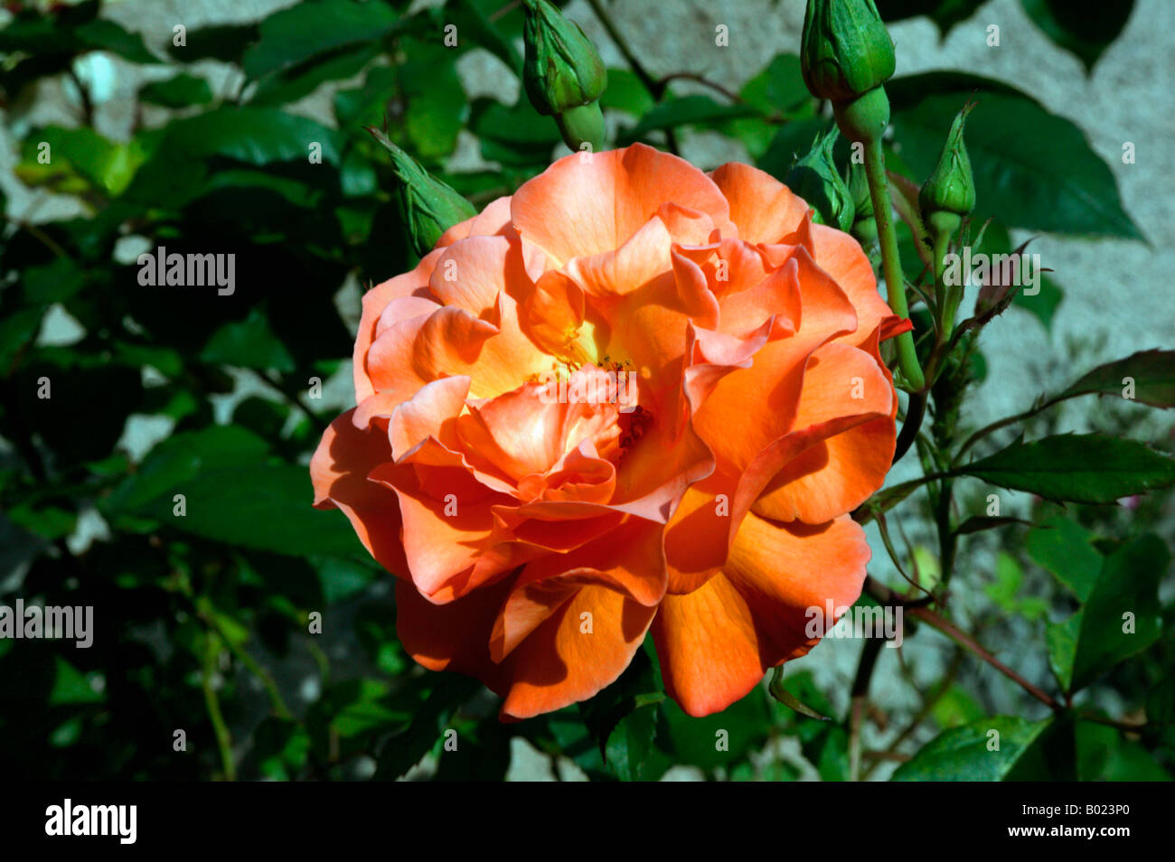 Rosa sp Chacock rose presso il giardino di rose di Allier Francia specie botaniche specie botaniche Carmine Carmines Close Up Close u Foto Stock