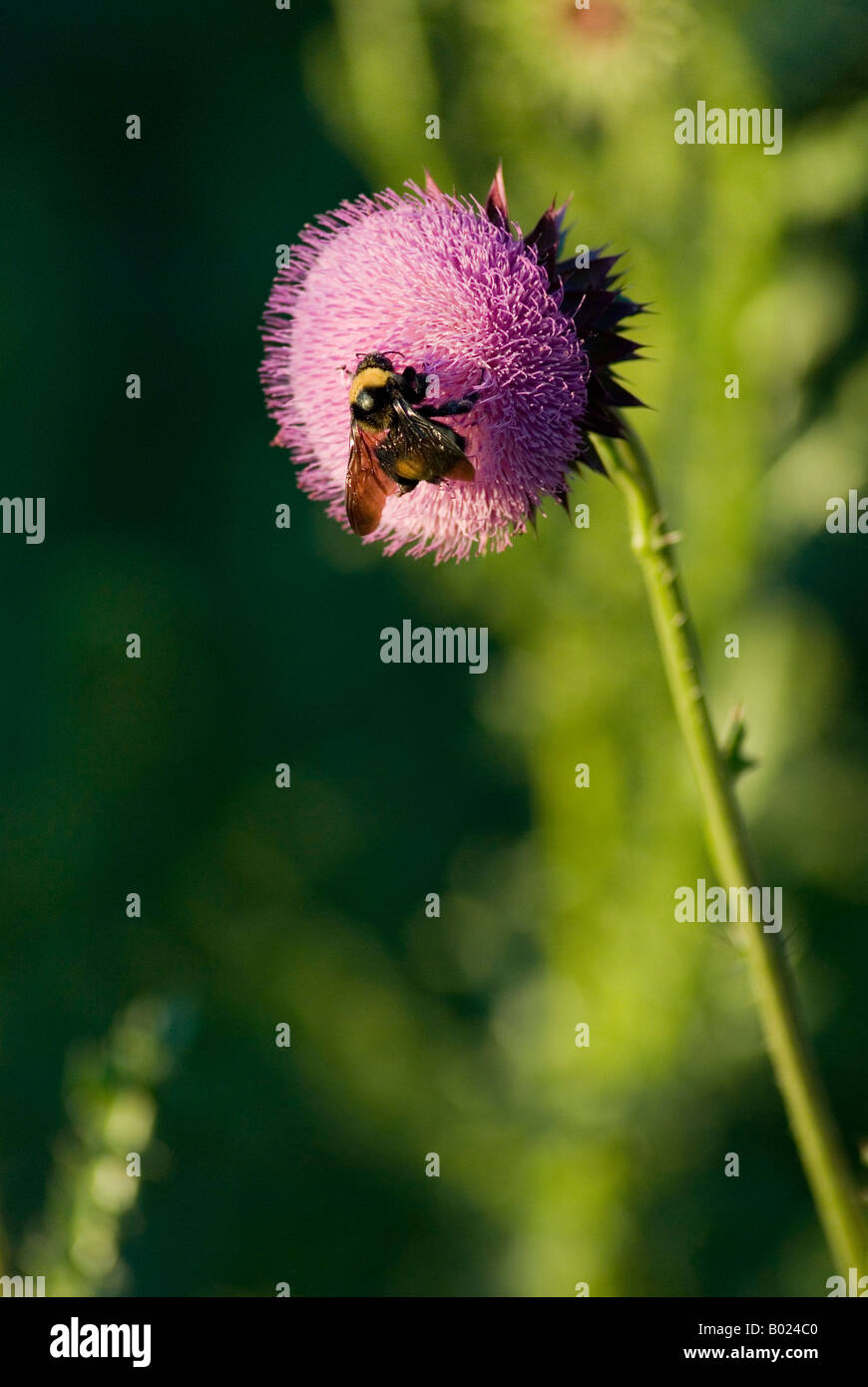 Musk Thistle essendo impollinata da un Bumblebee Foto Stock