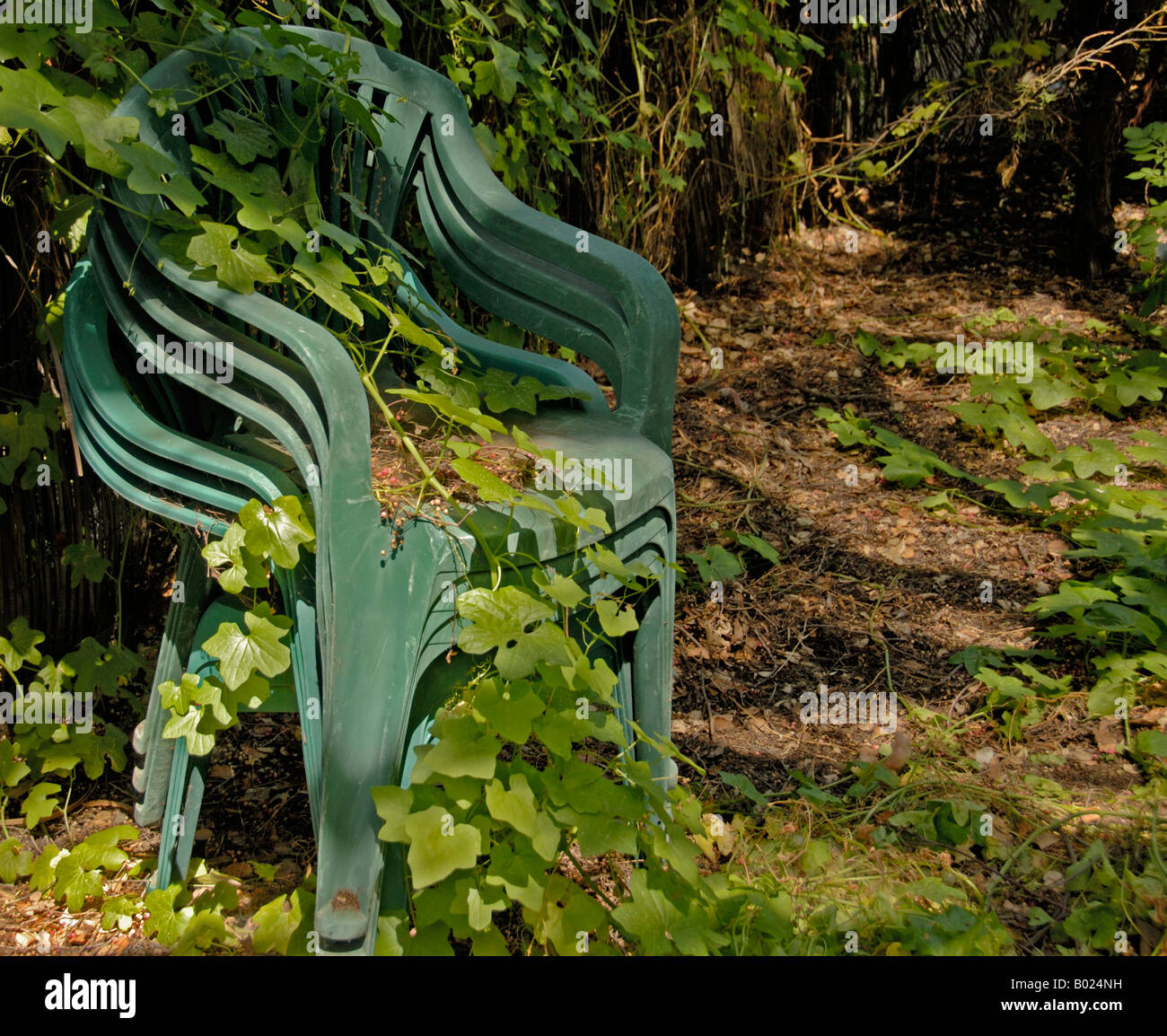 Sedie in giardino nel cortile impilati con ricoperta di edera nel bel sole primaverile e ombra. Foto Stock