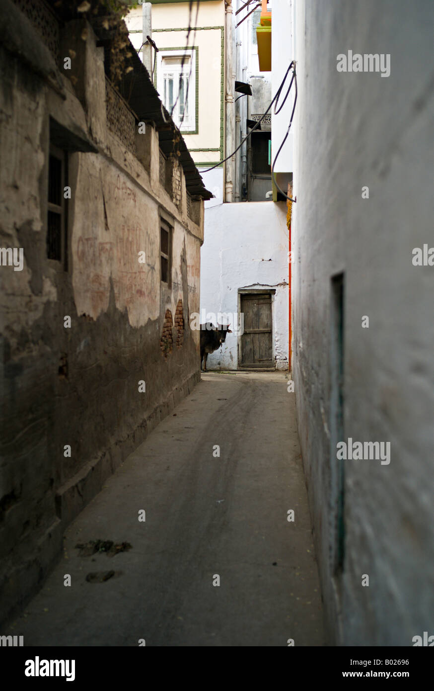 INDIA UDAIPUR vacca sacra peeking intorno all'angolo di un vicolo nel centro di Udaipur Foto Stock