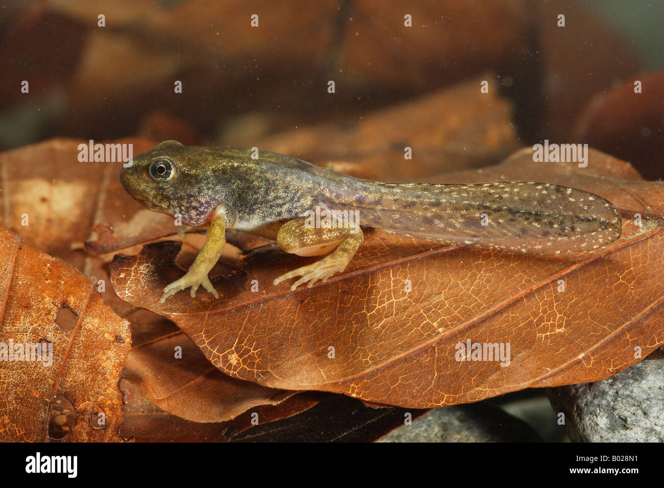 Rana comune (Rana temporaria tadpole), con le gambe e le luci di coda Foto Stock