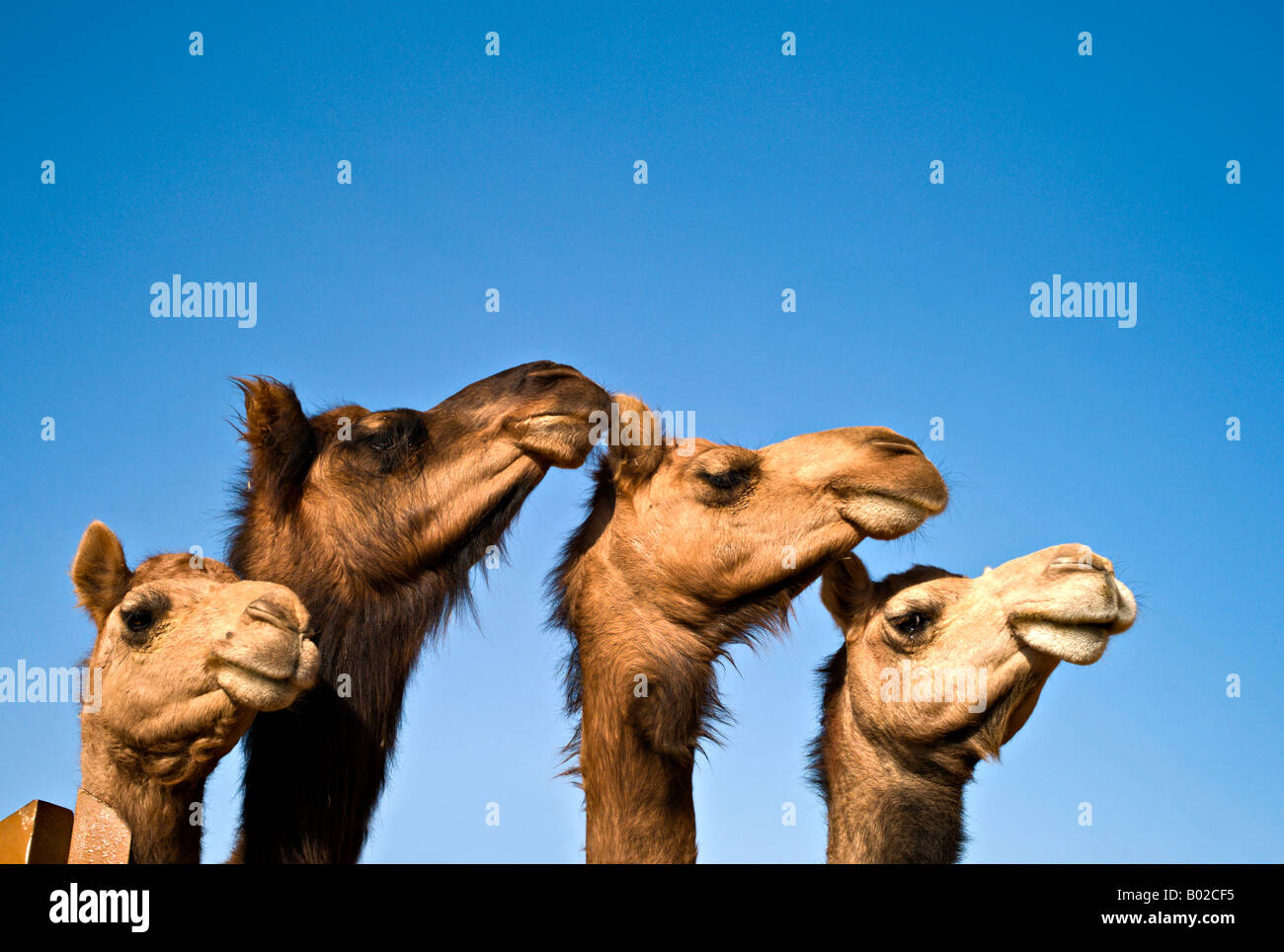 INDIA BIKANER vicino di ups di tre Jaisalmeri e uno Bikaneri dromedario cammelli contro un cielo blu alla Ricerca nazionale Foto Stock
