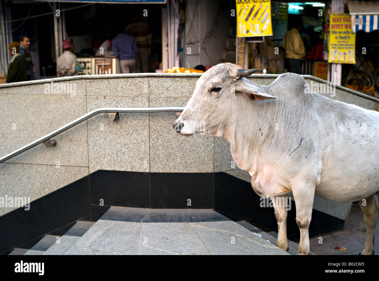 INDIA NUOVA DELHI vacca sacra ritiene andando giù la metropolitana passi nel centro cittadino di Nuova Delhi India Foto Stock