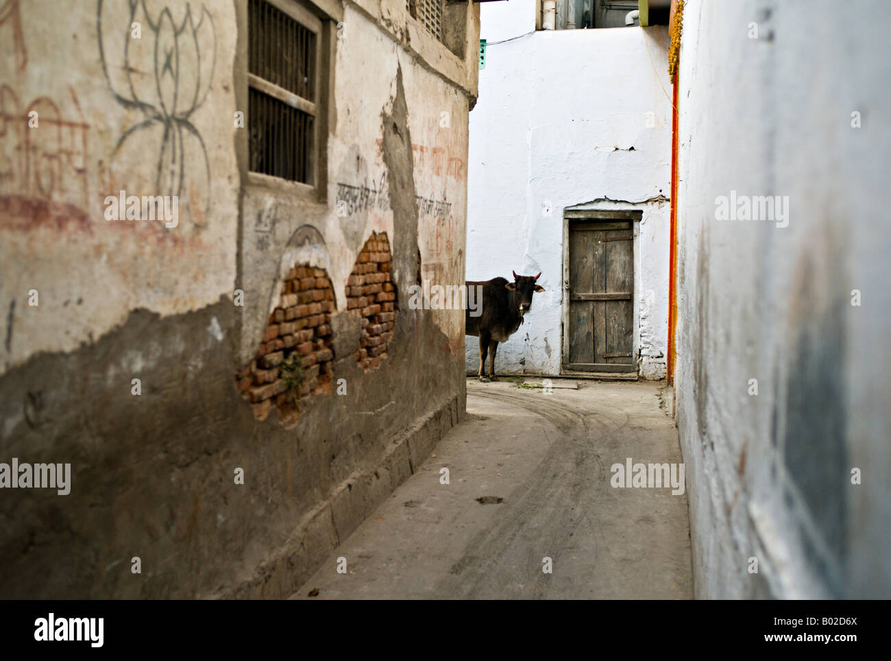 INDIA UDAIPUR vacca sacra peeking intorno all'angolo di un vicolo nel centro di Udaipur Foto Stock