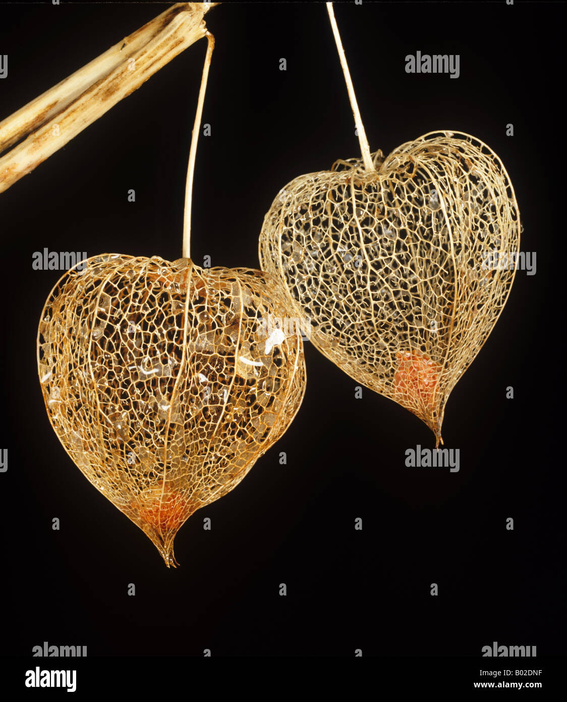 Le lanterne cinesi Physalis alkekengi scheletrato lanterne con sementi Foto Stock