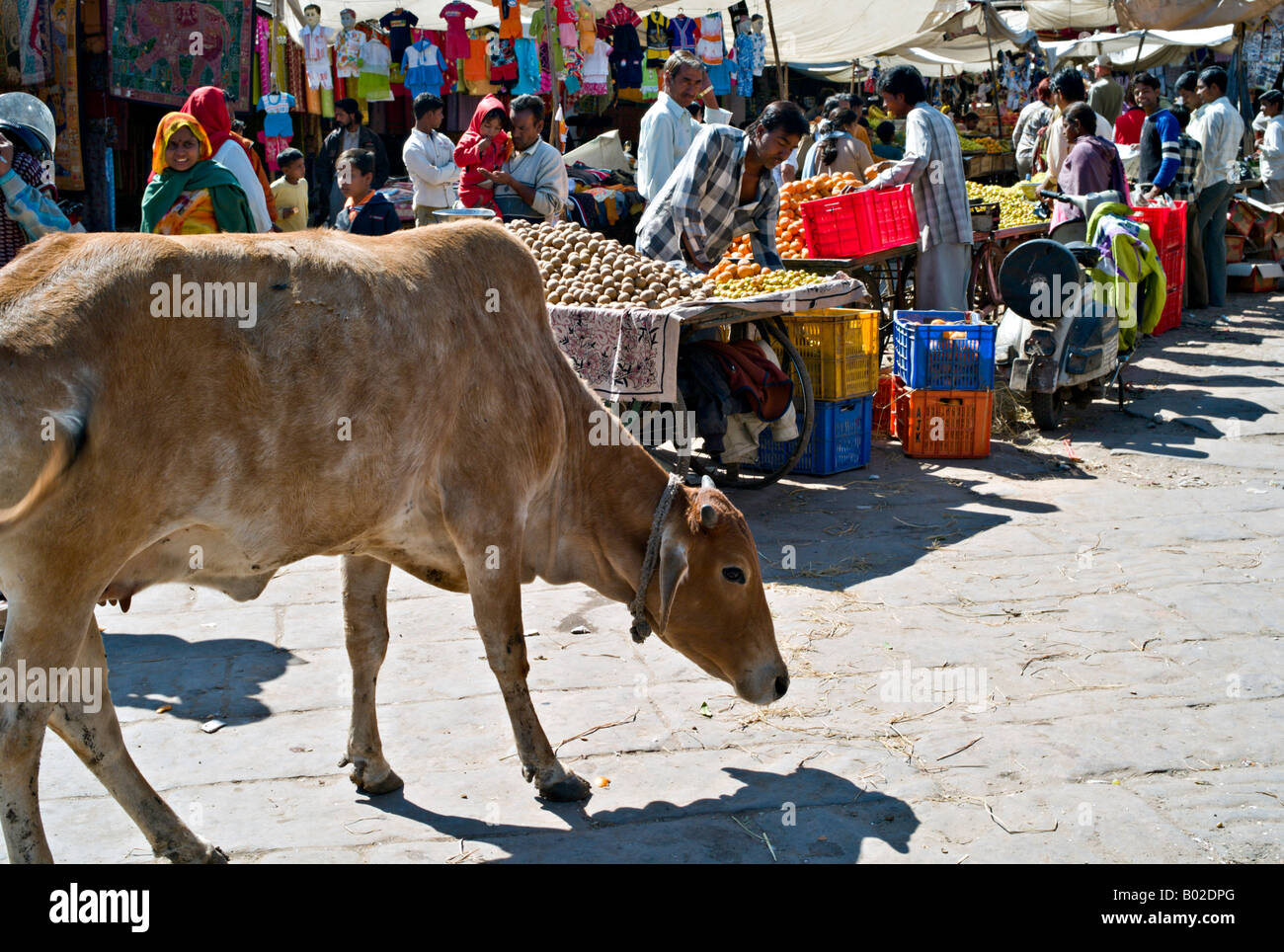 INDIA JODHPUR vacca sacra passeggia in un affollato mercato occupato in Jodhpur nello stato indiano del Rajasthan Foto Stock