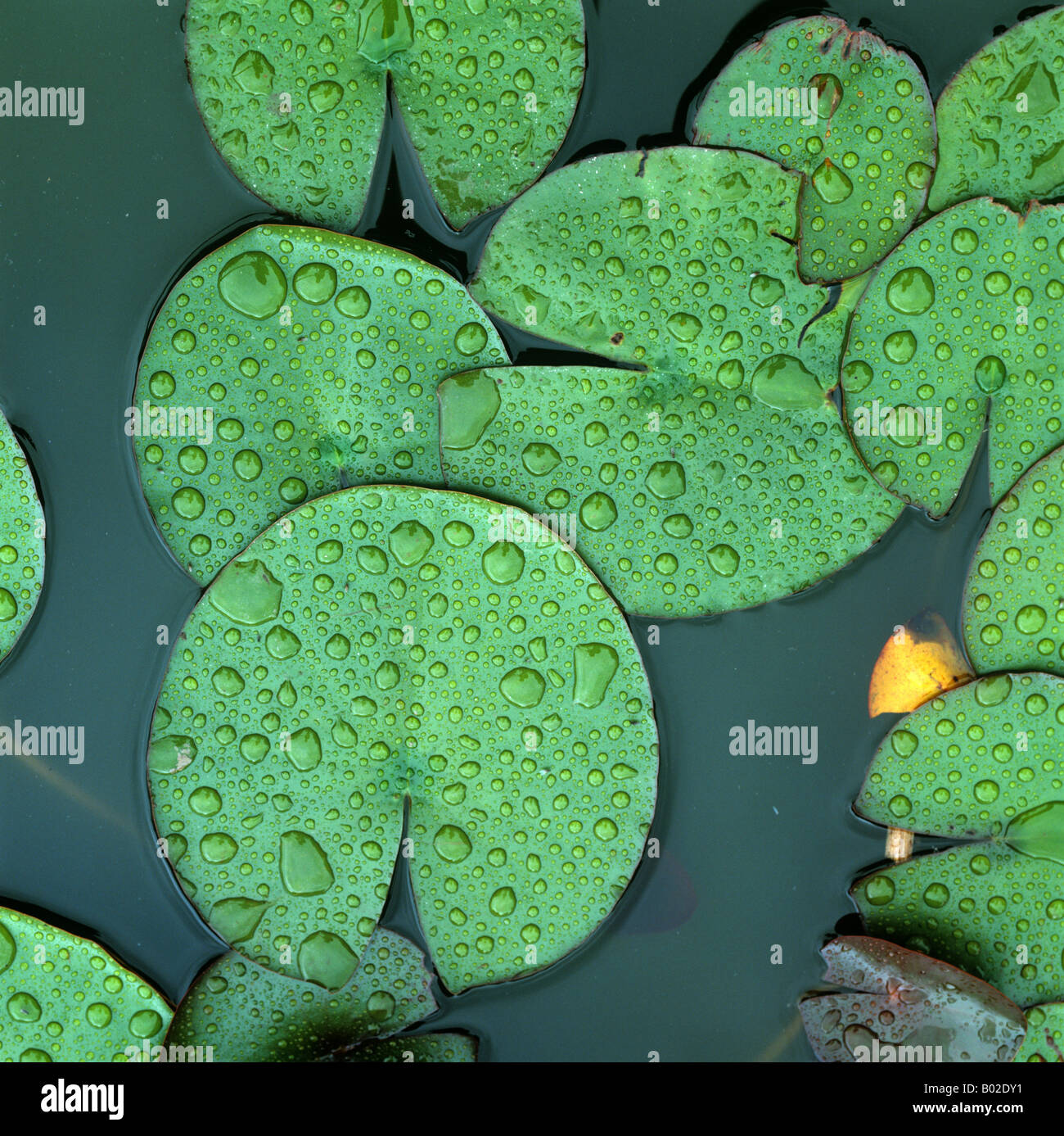 White water lily Nymphaea alba lascia con pioggia le goccioline di acqua sulla superficie di uno stagno Foto Stock